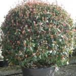 Photinia Boule 100/120