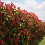 Photinia 175/200