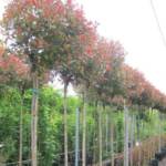 Photinia Tige Ø12/14