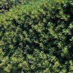Pittosporum 200/250 Extra