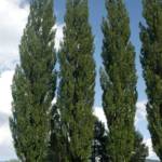 Populus Nigra Italica