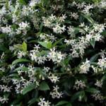 Rhyncospermum 350/+