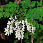 Robinia - Acacia