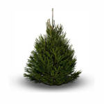 Sapin Epicéa sur Bûche 80/100 [PROMO]