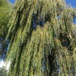 Saule Pleureur Ø20/25