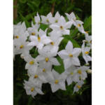 Solanum Jasminoides 100/150