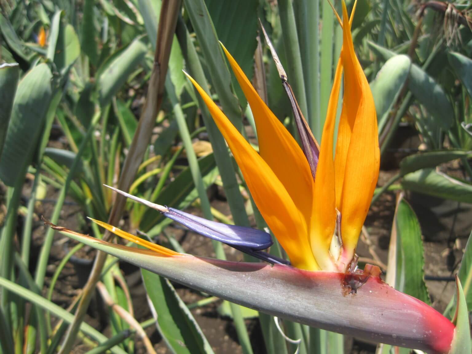 Palmier Strelitzia Reginae - Oiseau du Paradis - Image 2