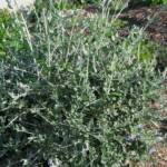 Teucrium Boule 25/30