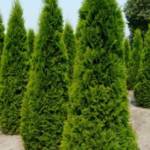 Tuya Occidentalis Emeraude 200/250