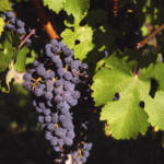 Vigne de table C50