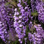 Glycine 250