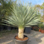 Yucca Rostrata 40/60