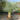 yucca-rostrata-blue-swan