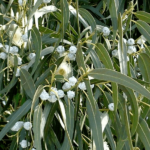 Eucalyptus