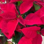 Poinsettia Rouge P14