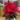 POINSETTIA P14 REF 5800