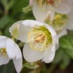 Hellebore P12