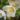 anemone-blanda-4051625_1280