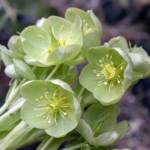 Hellebore P15