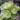 green-hellebore-4273011_1280