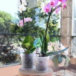 Pot Orchidée Madagascar