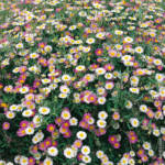 Erigeron P10.5