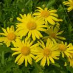 Euryops C3