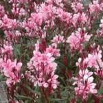 Gaura C10