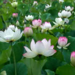 Lotus