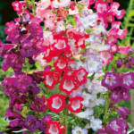 Penstemon C3
