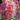 PENSTEMON