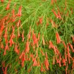 Russelia C2