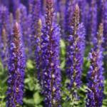 Salvia