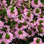 Scaevola P10.5