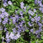 Duranta