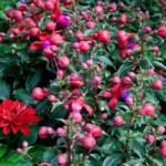 Fuchsia C2