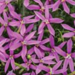 Isotoma