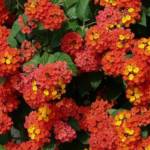 Lantana Camara C10