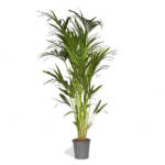 Kentia