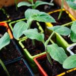 Légumes Variés Plants Greffés P14 [PROMO]