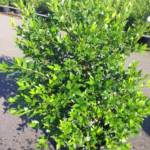 Myrtus Communis - Myrte