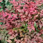 Nandina