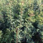 Pistacia Lentiscus - Pistachier Lentisque