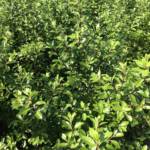 Pittosporum Tenuifolium