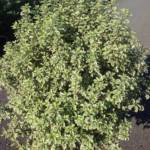 Pittosporum Tenuifolium Variegatum Mayii
