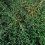 Pyracantha
