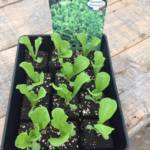 Salades en Motte [PROMO]