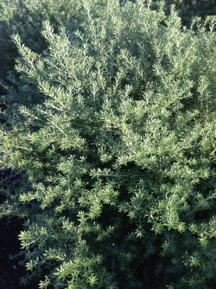 Westringia 30/+ Pépinière Sainte Marguerite