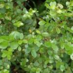 Myrsine Africana 40/50