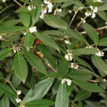 Osmanthus 150/175